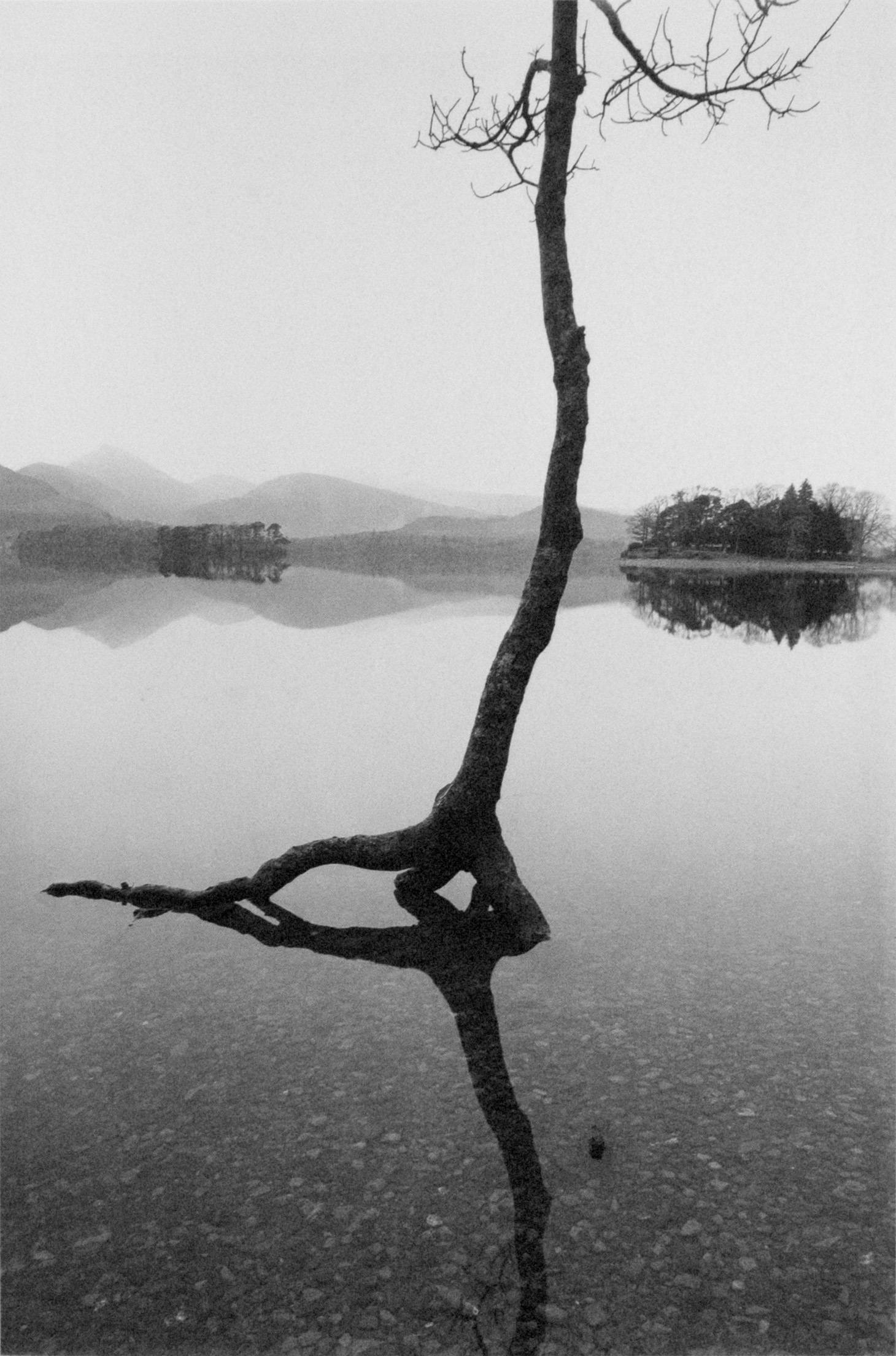 Flooded tree, Derwentwater, 1981, Fay Godwin © The British Library Board
