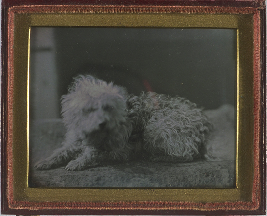 Portrait of a dog, April 1846, Kodak Collection, National Media Museum