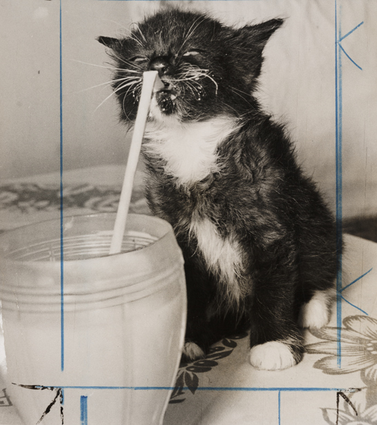Kitten drinking milk through a straw, 6 August 1967, Daily Herald Archive, National Media Museum