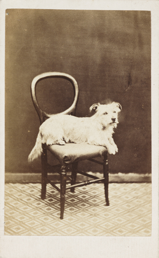 A dog on a chair, c.1865, National Media Museum Collection