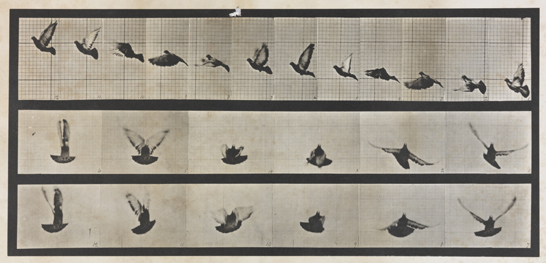 Plate 755, Animal Locomotion, Pigeon flying, 1887, Eadweard Muybridge, National Media Museum Collection / SSPL