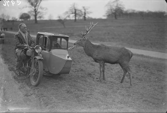 Woman Feeds Deer from a motorbike sidecar at Richmond Park, 5 March 1933, James Jarché, Daily Herald Archive, National Media Museum Collection / SSPL