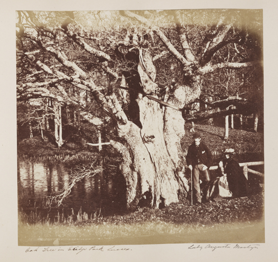 'Oak Tree in Erdige Park, Sussex', c.1856, Lady Henrietta Augusta Mostyn (née Nevill), The Royal Photographic Society Collection, © National Media Museum, Bradford / SSPL. Creative Commons BY-NC-SA 