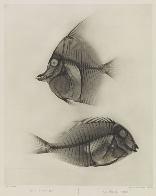 Zwei Seefische, Zanclus Cornutus / Acanthurus Nigros, 1896, Eduard Valenta and Josef Maria Eder, National Media Museum, Bradford / SSPL. Creative Commons BY-NC-SA