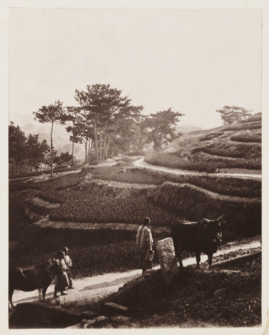 Road to the Plantation, c. 1871, John Thomson © National Media Museum, Bradford / SSPL. Creative Commons BY-NC-SA