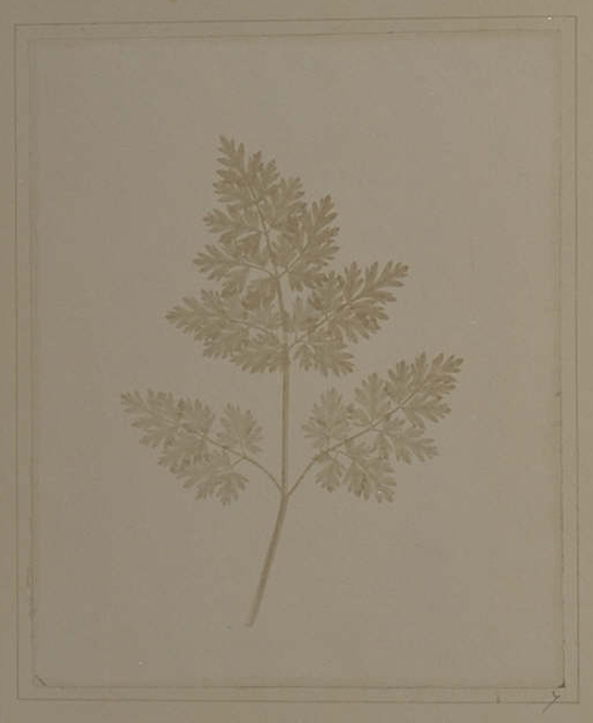 Plate VII from The Pencil of Nature, Leaf of a Plant, William Henry Fox Talbot © National Media Museum, Bradford / SSPL. Creative Commons BY-NC-SA