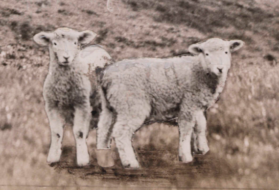 Superimposed lambs