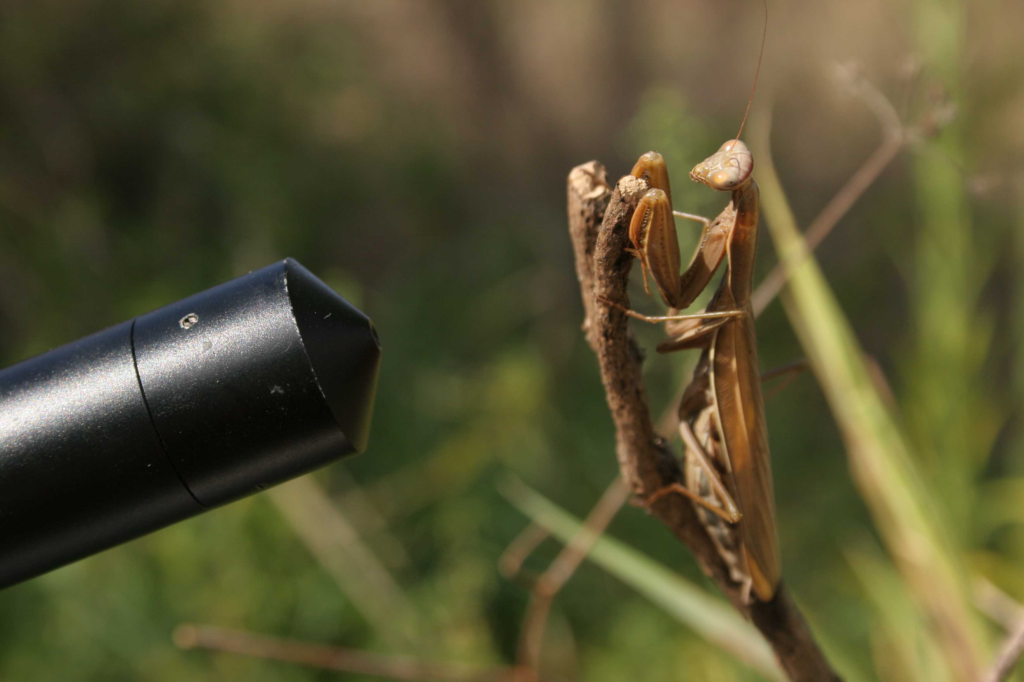 Filming a mantis with a pinhole lens (courtesy of Ammonite Films)
