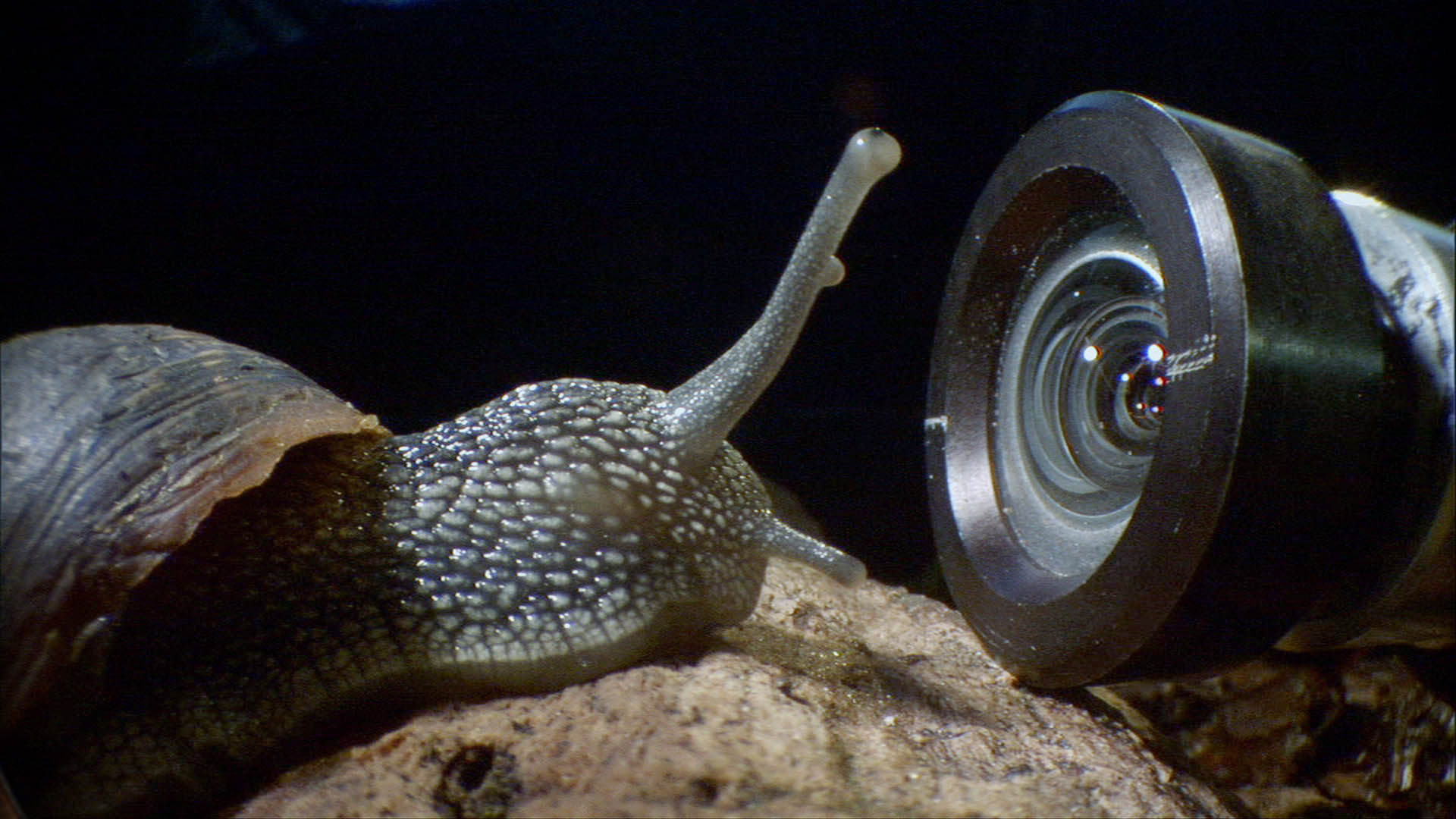 A snail gets its close-up (courtesy of Ammonite Films)