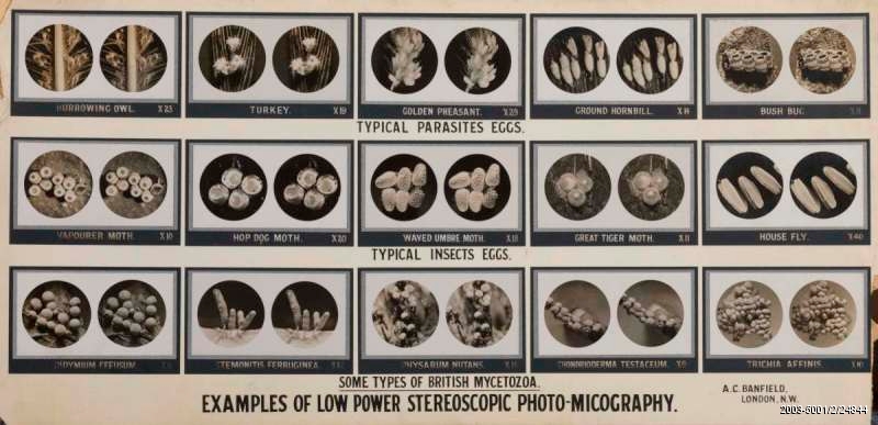 Stereoscopic photo-micrographs