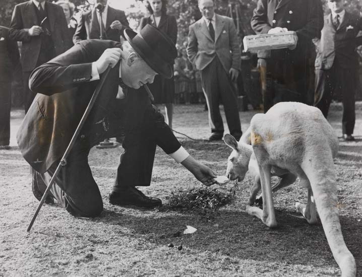 Churchill feeding a kangaroo at London Zoo