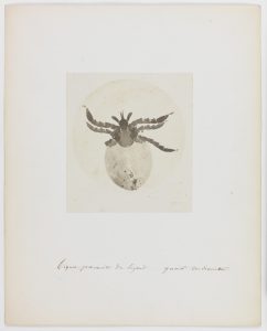 Lizard mite, 1850s, Auguste-Adolphe Bertsch