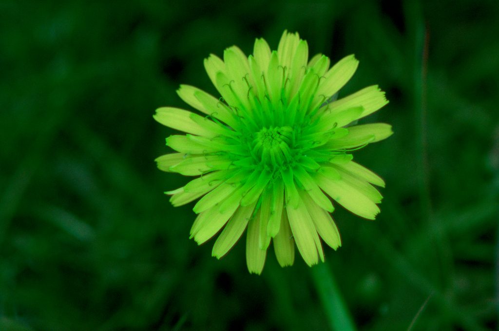 A flower coloured bright yellow-green