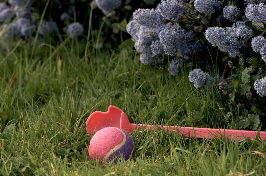 A pink dog toy in the grass