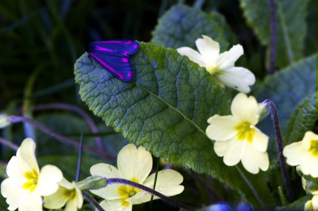 A purple-coloured moth on a leaf