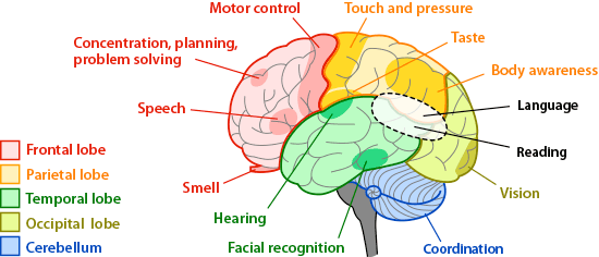 Diagram of the human brain