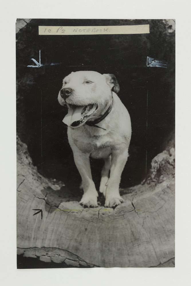 Bill Sykes' bull terrier from Oliver Twist