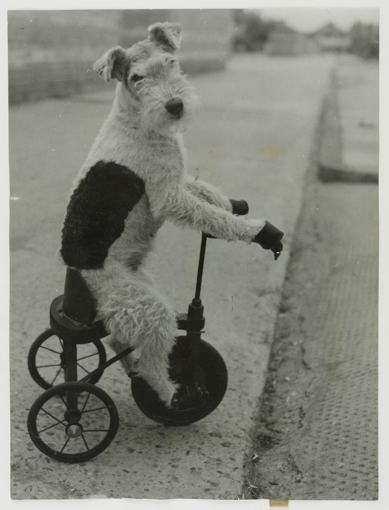 Wendy the dog on a tricycle