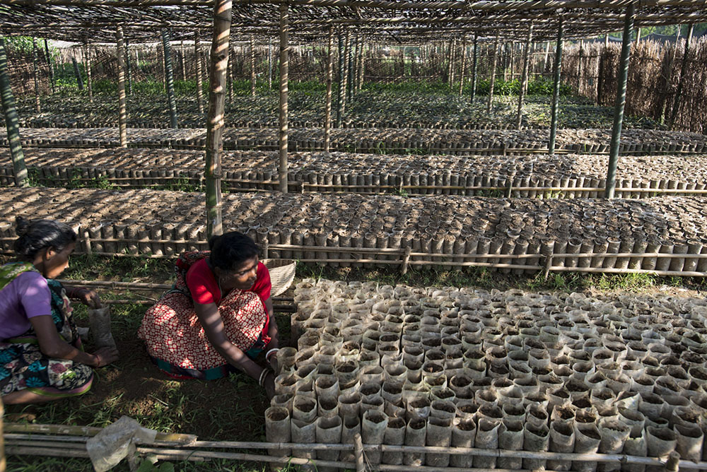 A woman planting tea seedlings in a nursery