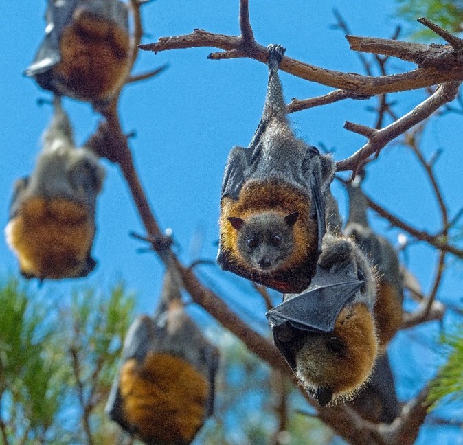 Grey-headed flying fox bats