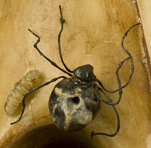 Detail view of eye and spider on wax vanitas head