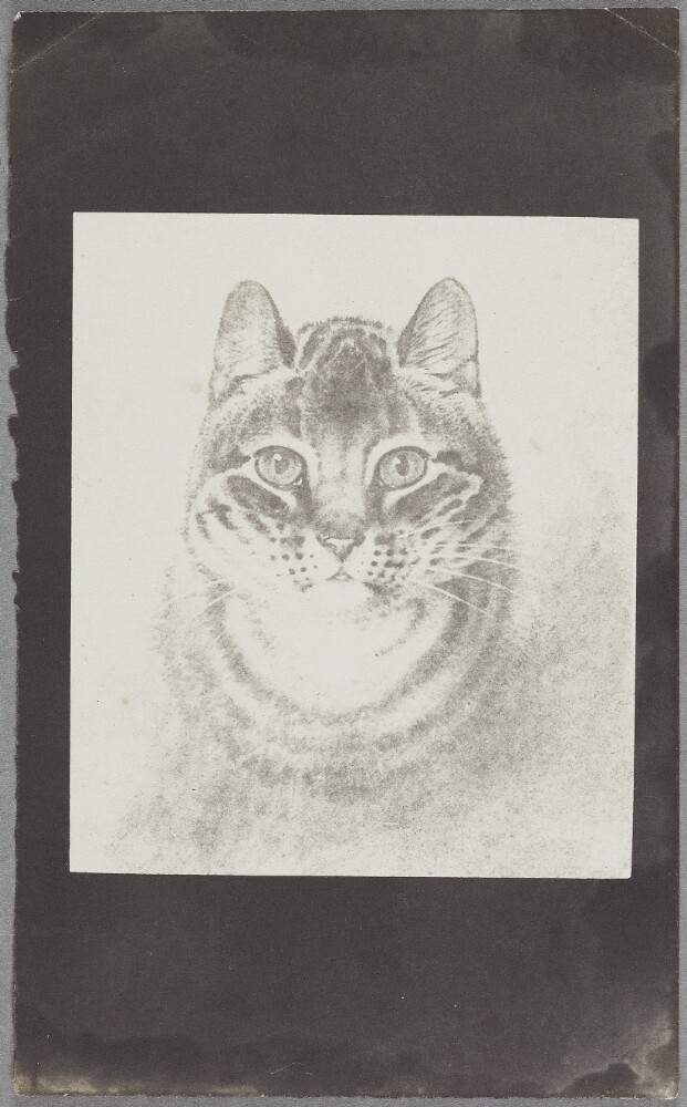 A sketch-like photograph of a cat's face