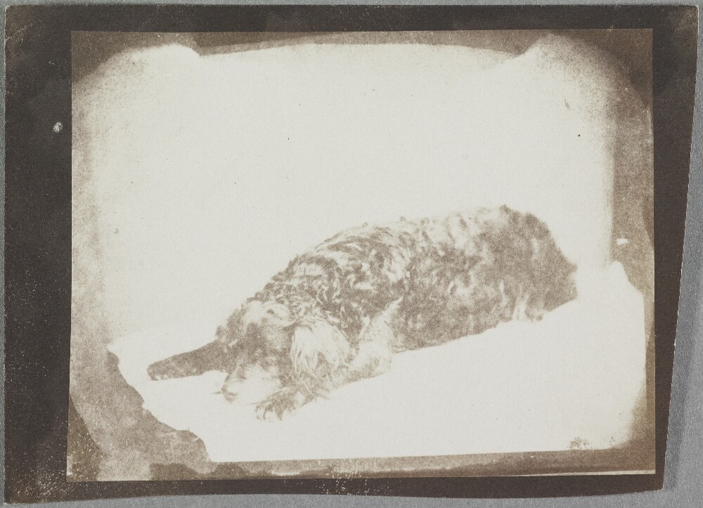 A washed-out photograph of a sleeping dog