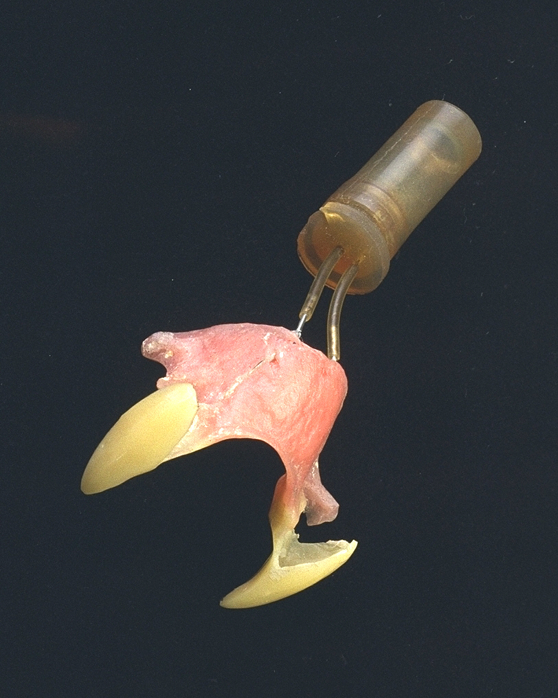 Pair of prosthetic fangs with a small cylinder for fake blood attached.