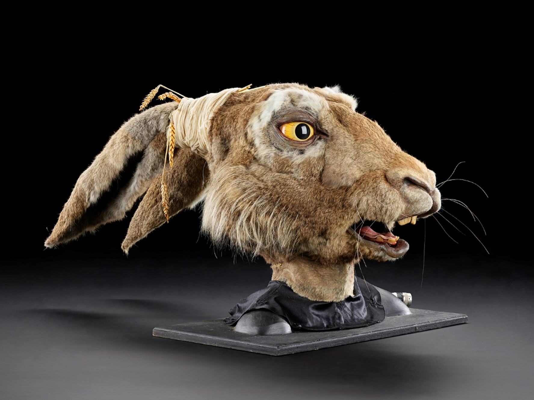 The March Hare head, mounted on a black board, seen against a black background.