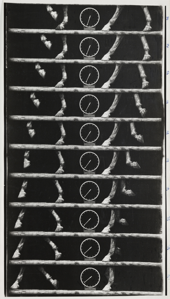 Hoof, c. 1890, Etienne-Jules Marey, National Media Museum Collection / SSPL