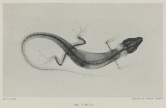 Grüne Eidechse, 1896, Eduard Valenta and Josef Maria Eder, National Media Museum, Bradford / SSPL. Creative Commons BY-NC-SA