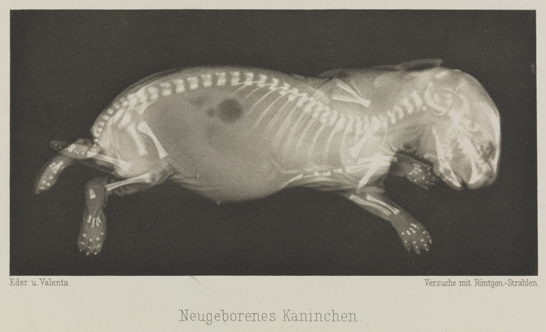 Neugeborenes Kaninchen, 1896, Eduard Valenta and Josef Maria Eder, National Media Museum, Bradford / SSPL. Creative Commons BY-NC-SA