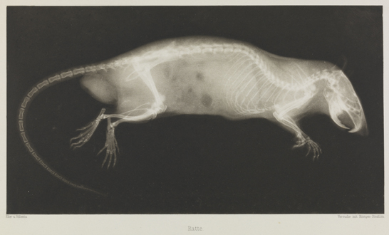 Ratte, 1896, Eduard Valenta and Josef Maria Eder, National Media Museum, Bradford / SSPL. Creative Commons BY-NC-SA