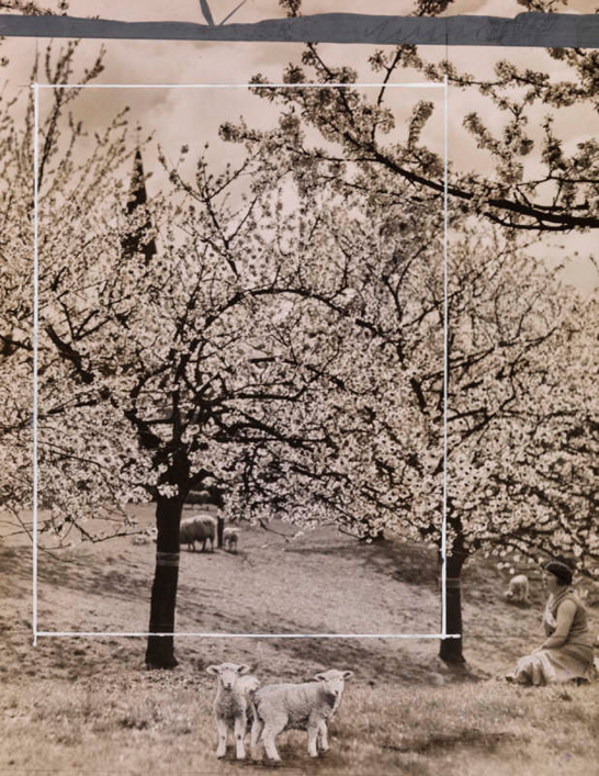 Spring scene with blossom & lambs, Sittingbourne, Kent, 6 May 1931, Daily Herald © National Media Museum, Bradford / SSPL. Creative Commons BY-NC-SA