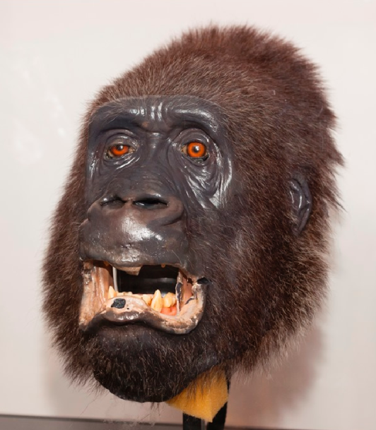 Gorilla Head
