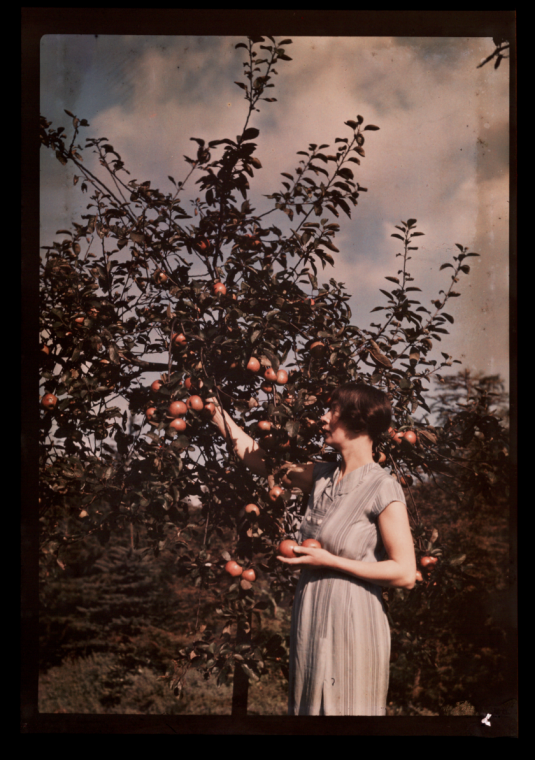 Woman picking apples
