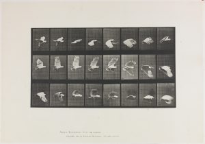 Animal Locomotion, plate 758