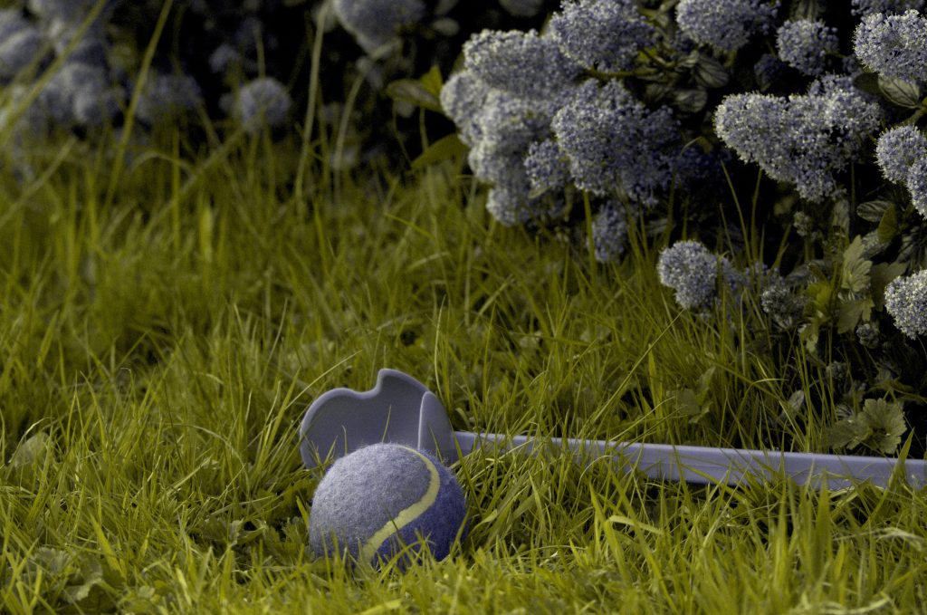 A dog toy on grass, coloured purple to represent a dog's vision