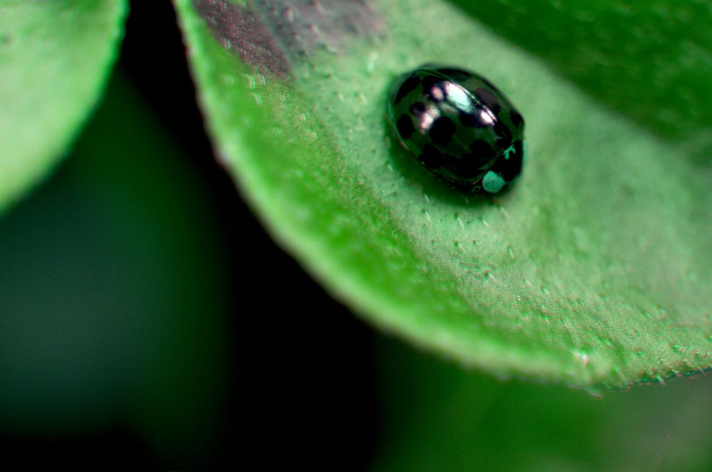 A ladybird on a leaf. The ladybird appears a shiny black colour.