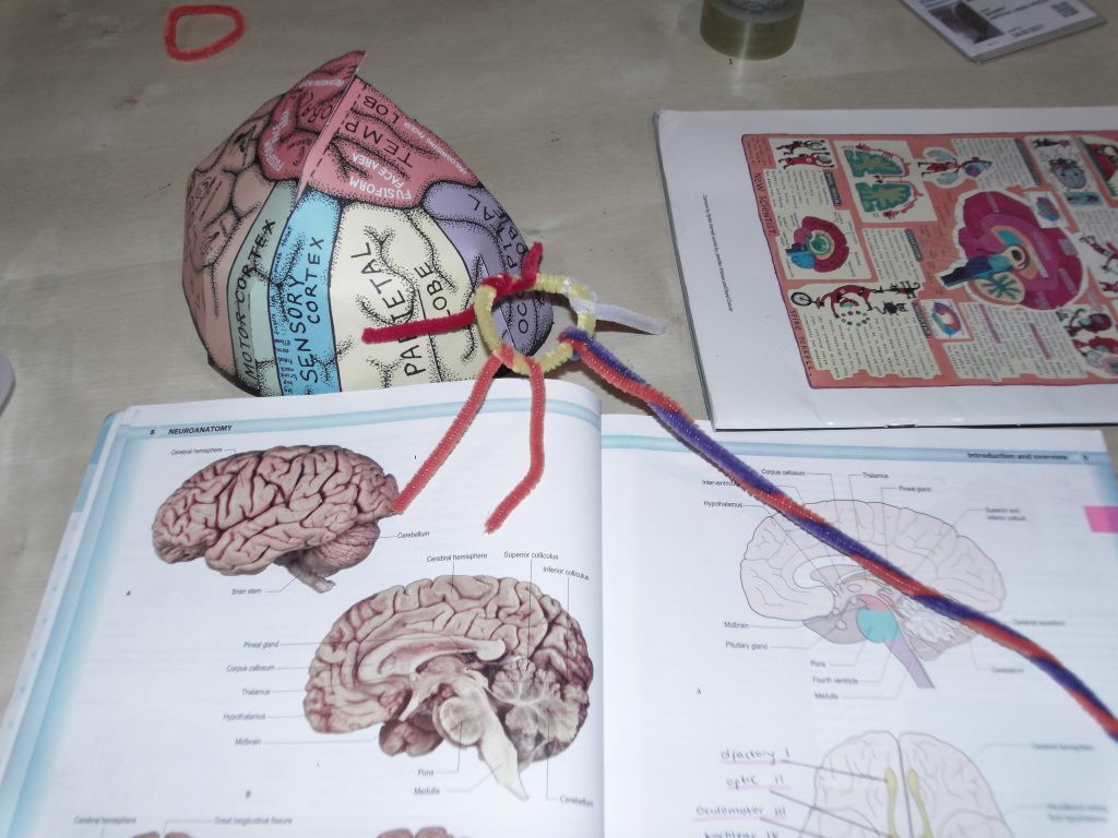 Brain science activity at Supersenses