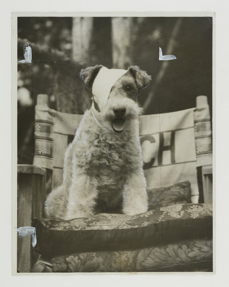 Terrier with eye patch