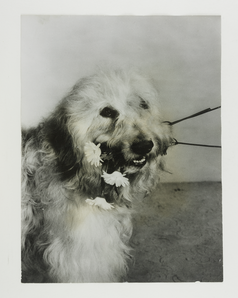 Dog with daisies in mouth