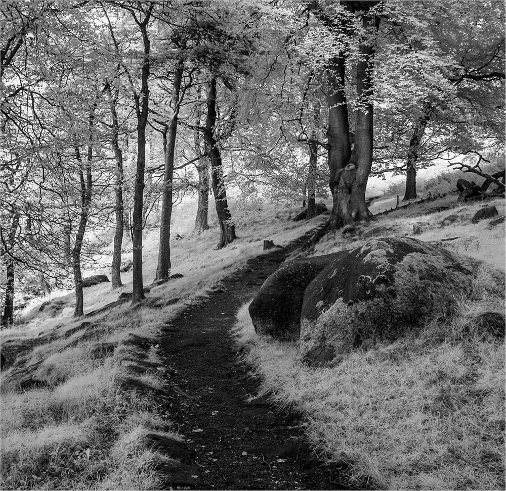 Wooded area and path