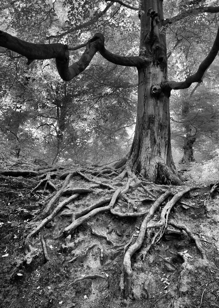Tree roots