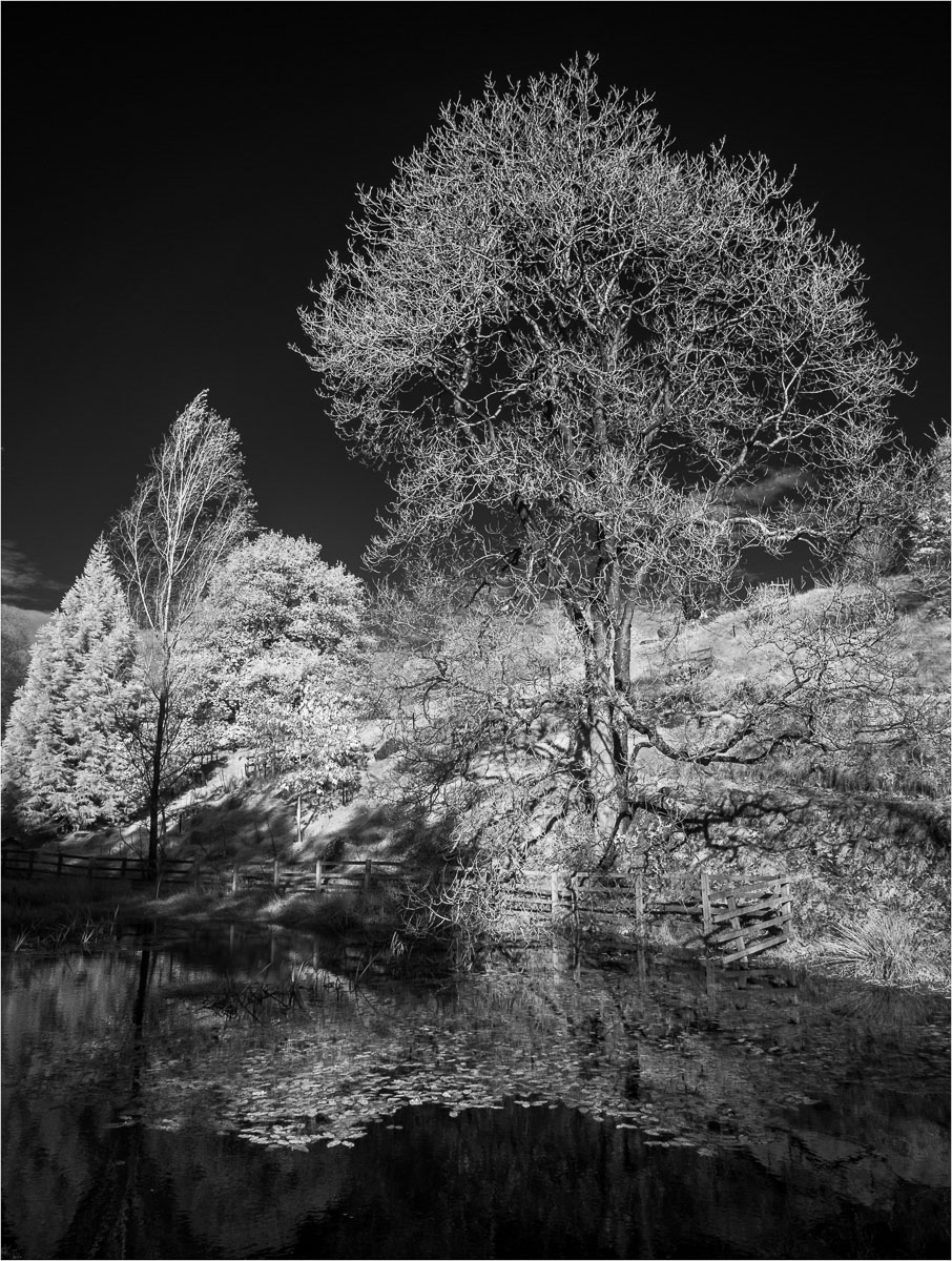 Himalayan Gardens, Ripon
