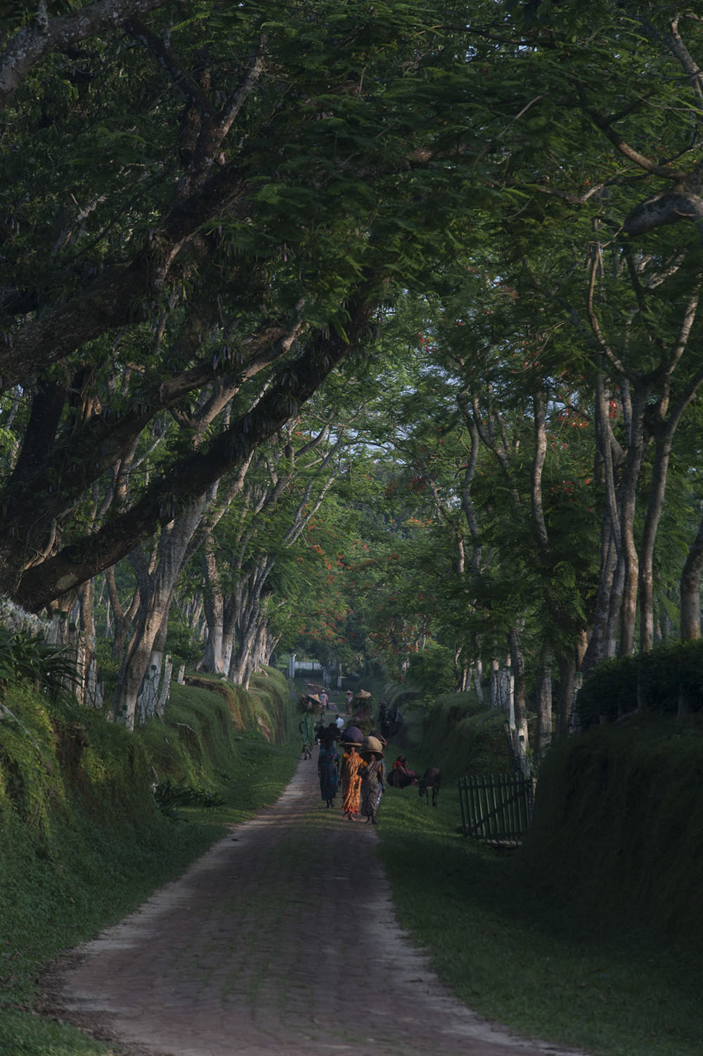 Groups of workers carrying firewood on a road lined with trees