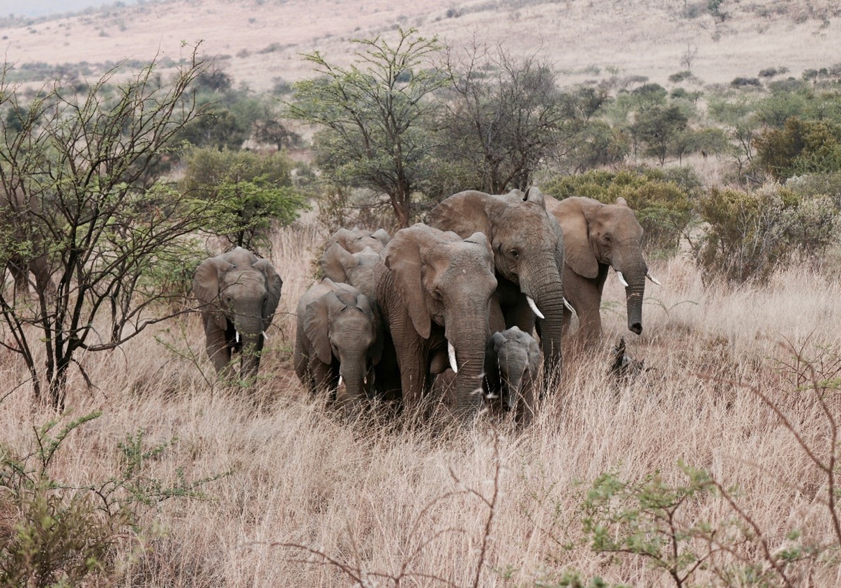 Group of elephants