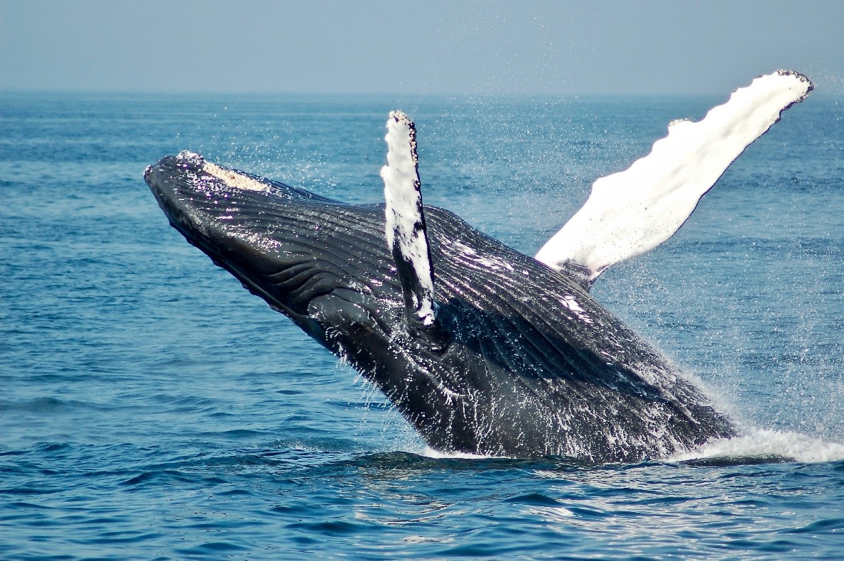 Whale jumping out of water