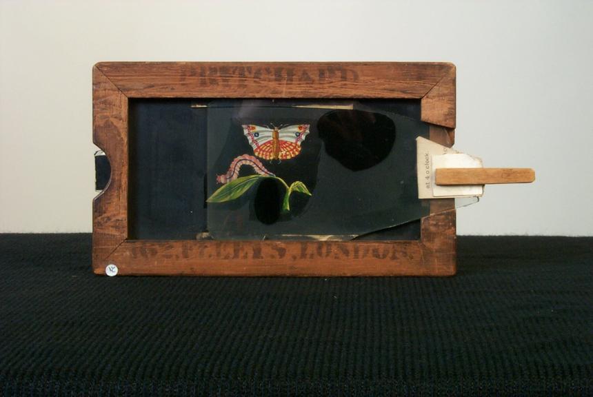 Magic lantern slide showing the metamorphosis of a butterfl