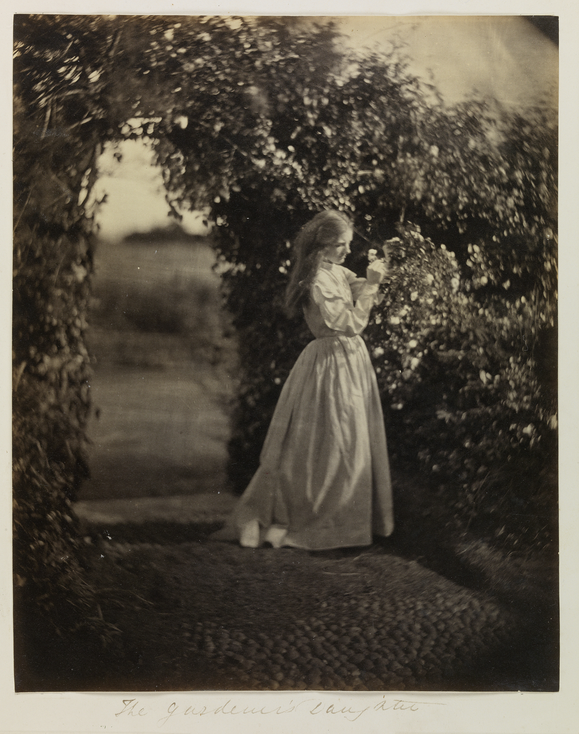 A woman in a long white dress standing by a rose bush